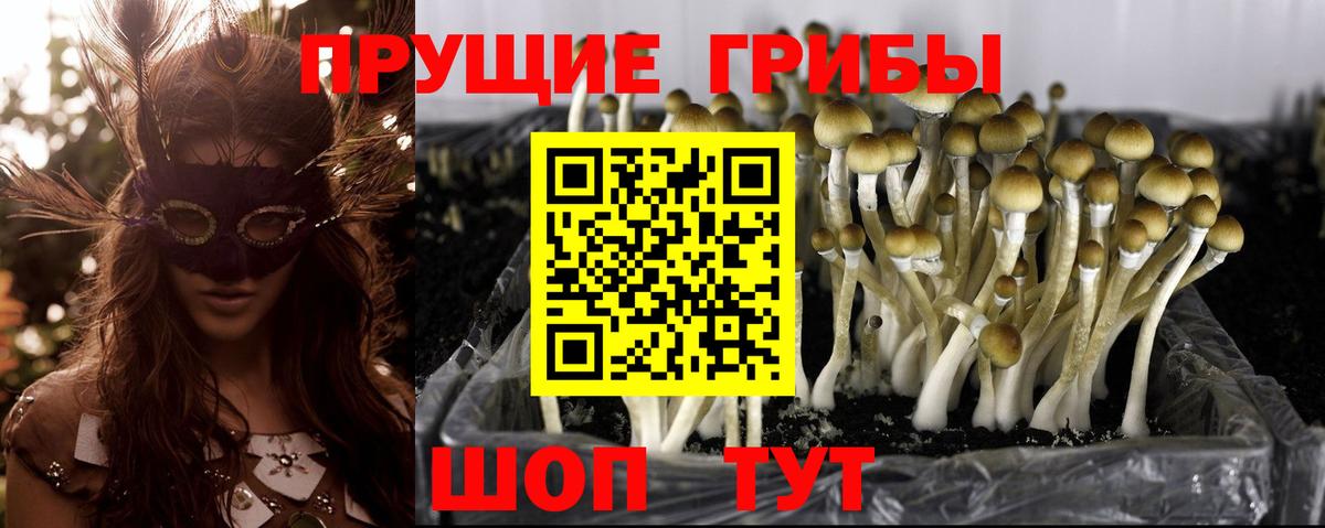 Симферополь  Псилоцибиновые грибы Cubensis  Вход с VPN 